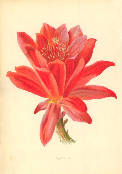 Cactus de Frederick Edward Hulme