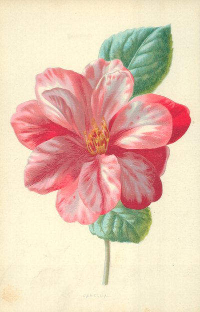 Camellia de Frederick Edward Hulme