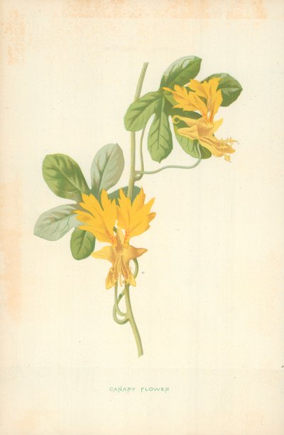 Flor de Canario de Frederick Edward Hulme