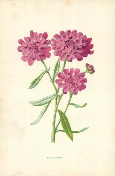 Iberis de Frederick Edward Hulme