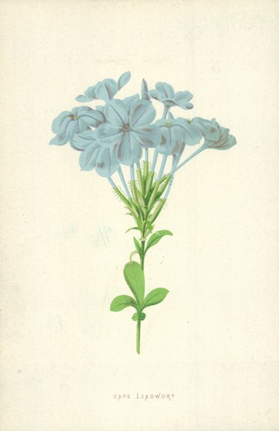 Plumbago del Cabo de Frederick Edward Hulme