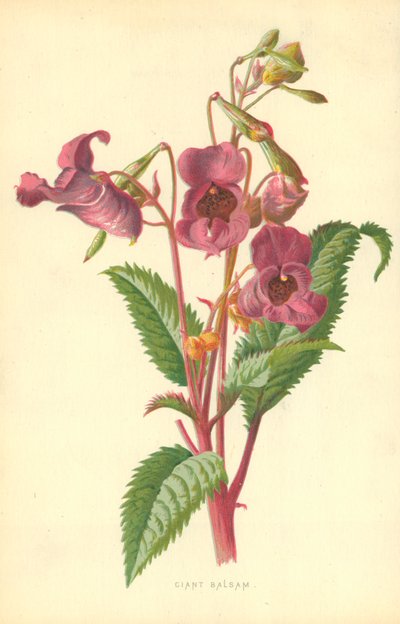 Ciant Balsam de Frederick Edward Hulme