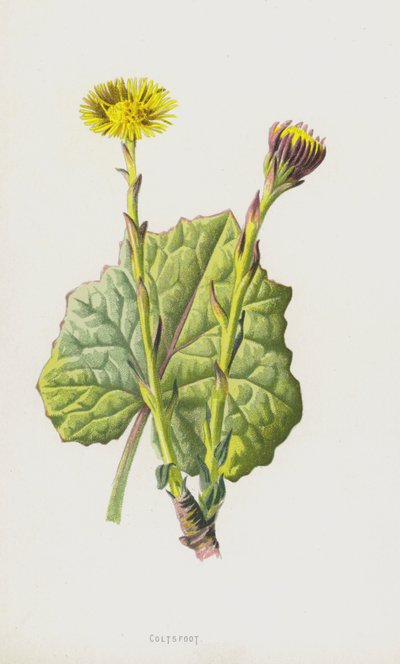 Tusílago de Frederick Edward Hulme