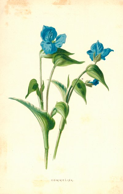 Commelina de Frederick Edward Hulme