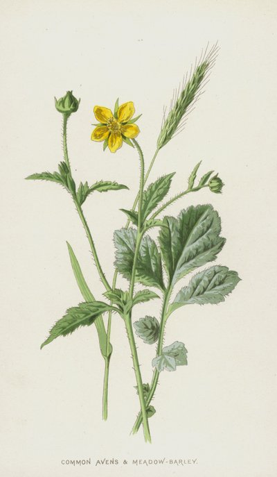 Geum urbano y Cebada de prado de Frederick Edward Hulme