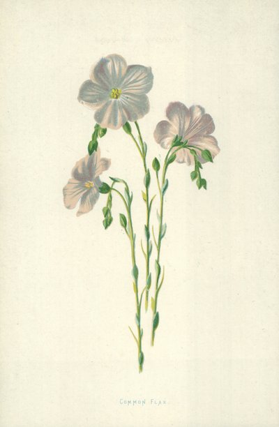 Lino común de Frederick Edward Hulme