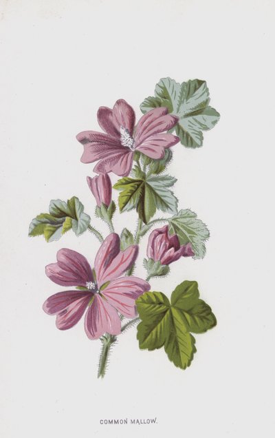 Malva común de Frederick Edward Hulme