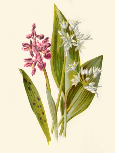 Orquídea común y ajo de hoja ancha, 1877 de Frederick Edward Hulme
