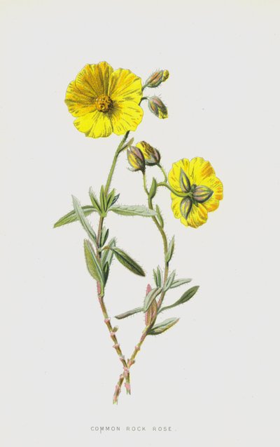 Rosa de Roca Común de Frederick Edward Hulme