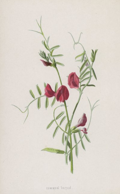 Veza común de Frederick Edward Hulme