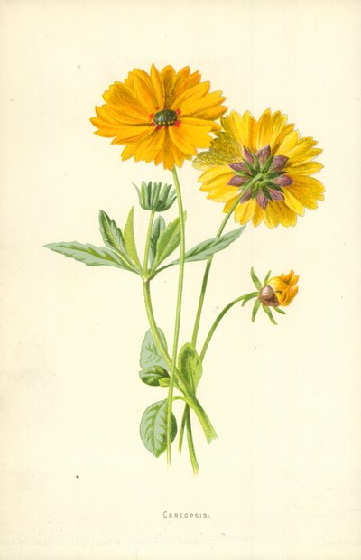 Coreopsis de Frederick Edward Hulme