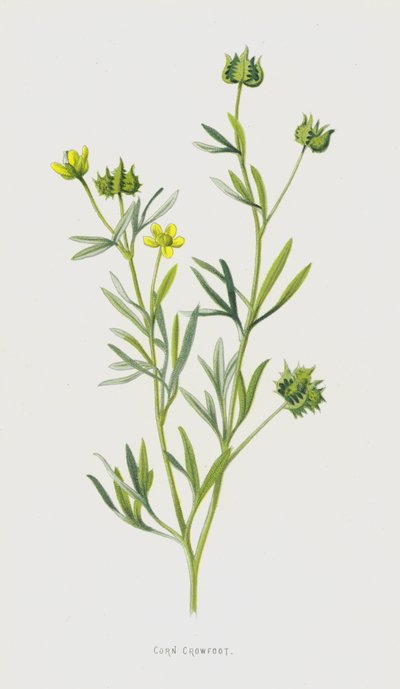 Ranúnculo de Maíz de Frederick Edward Hulme