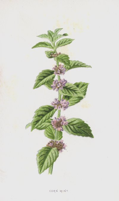 Menta de maíz de Frederick Edward Hulme