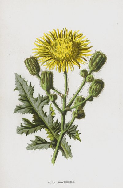 Sonchus arvensis de Frederick Edward Hulme