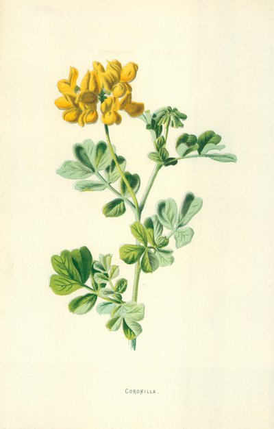 Coronilla de Frederick Edward Hulme