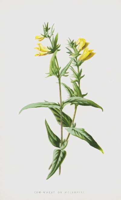Trigo de vaca o Melampyre de Frederick Edward Hulme