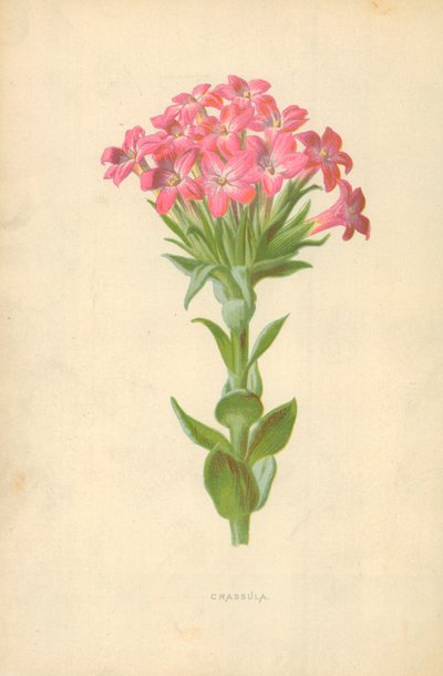 Crassula de Frederick Edward Hulme
