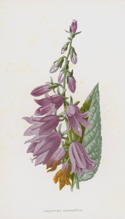 Campanula rastrera de Frederick Edward Hulme