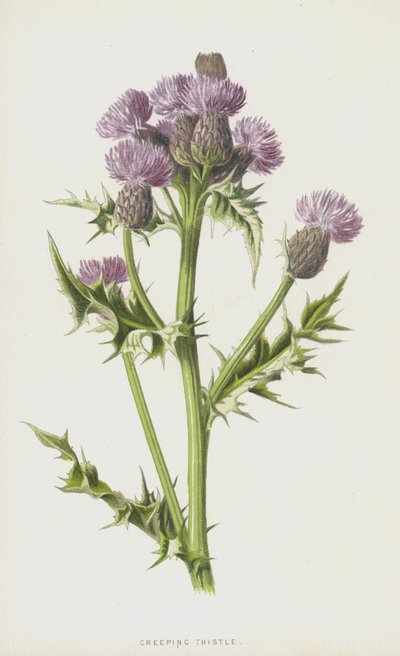 Cardo Rastrero de Frederick Edward Hulme