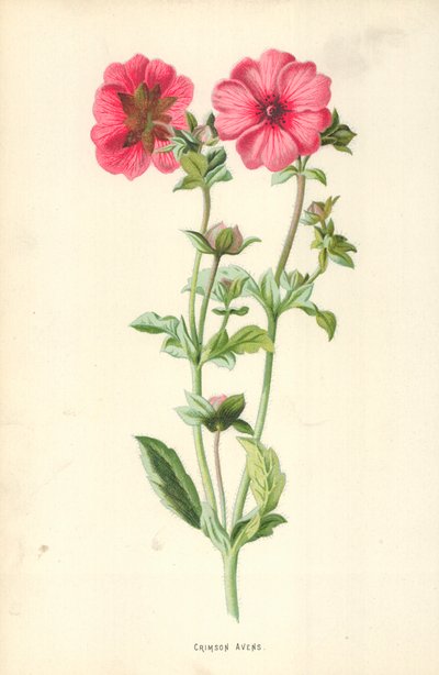 Geum rojo de Frederick Edward Hulme