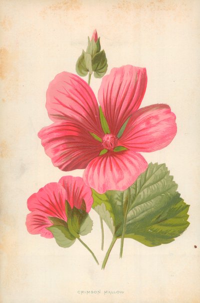 Malva carmesí de Frederick Edward Hulme