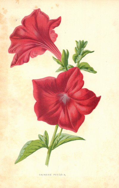 Petunia carmesí de Frederick Edward Hulme