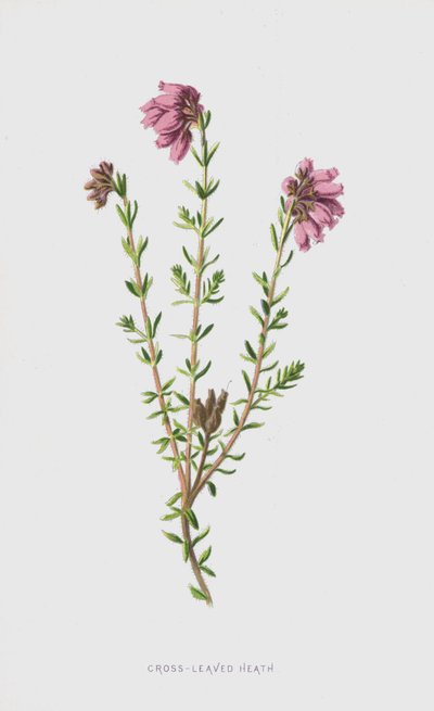 Brezo de hojas cruzadas de Frederick Edward Hulme