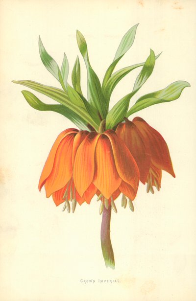 Corona imperial de Frederick Edward Hulme