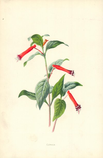Cuphea de Frederick Edward Hulme