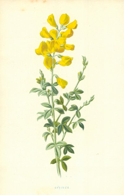 Cytisus de Frederick Edward Hulme