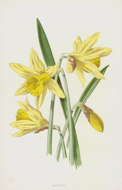 Narciso de Frederick Edward Hulme