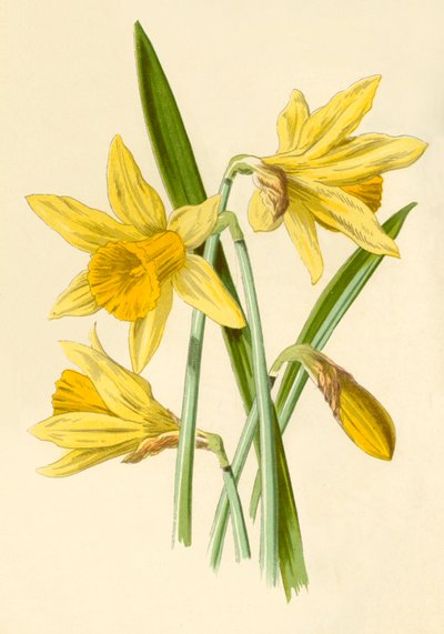 Narciso, 1877 de Frederick Edward Hulme
