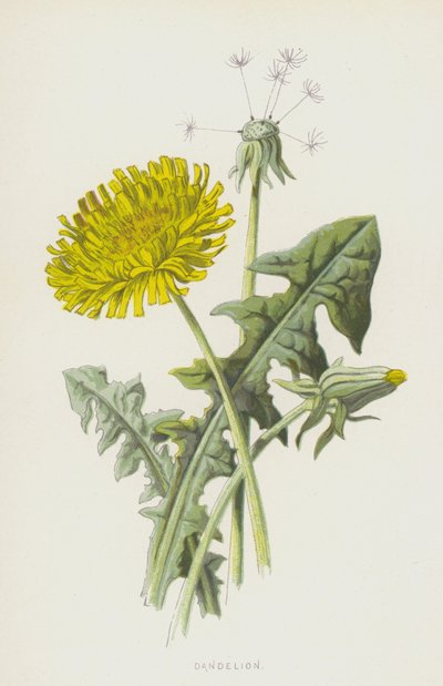 Diente de león de Frederick Edward Hulme