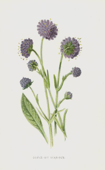 Escabiosa Mordida del Diablo de Frederick Edward Hulme