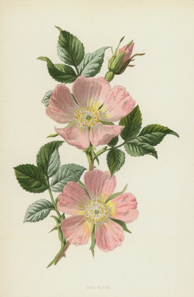 Rosa canina de Frederick Edward Hulme