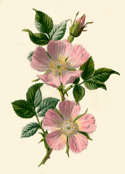 Rosa canina, 1877 de Frederick Edward Hulme