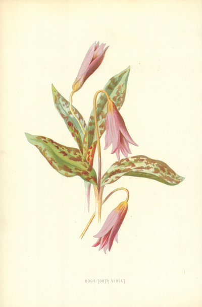 Violeta de diente de perro de Frederick Edward Hulme