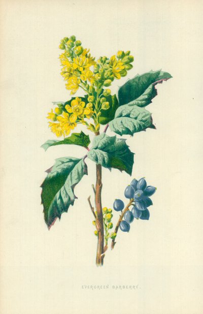 Bérbero perenne de Frederick Edward Hulme