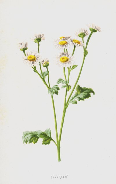 Margarita de los prados de Frederick Edward Hulme