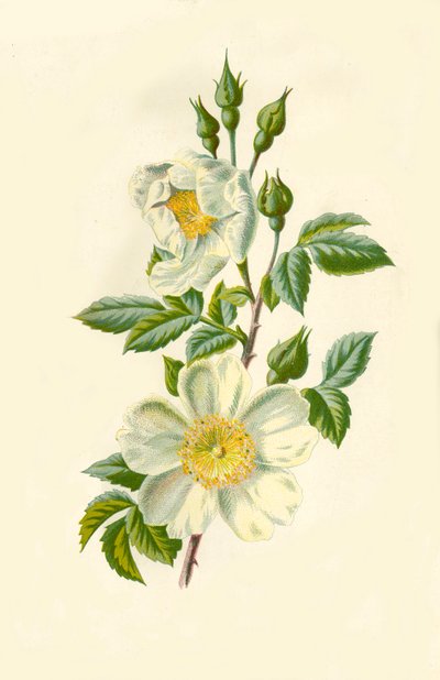 Rosa del campo, 1877 de Frederick Edward Hulme