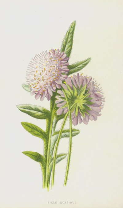 Escabiosa de campo de Frederick Edward Hulme