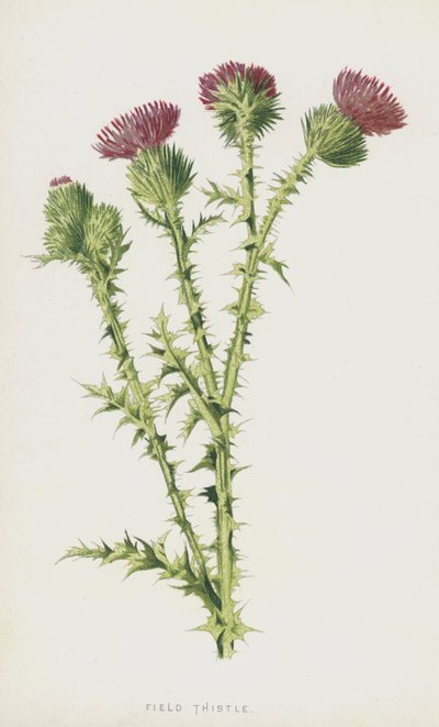 Cardo de Campo de Frederick Edward Hulme
