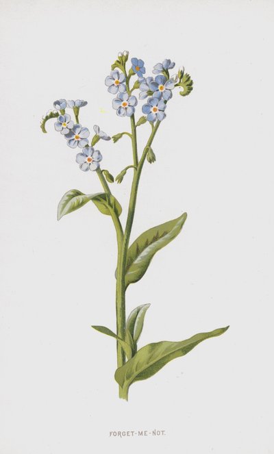 Nomeolvides de Frederick Edward Hulme