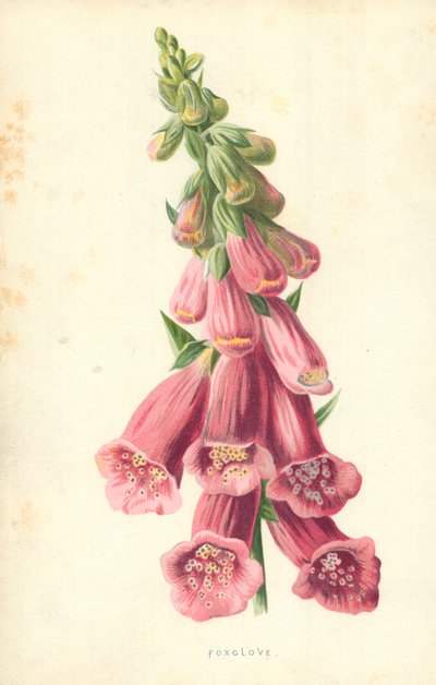 Dedalera de Frederick Edward Hulme