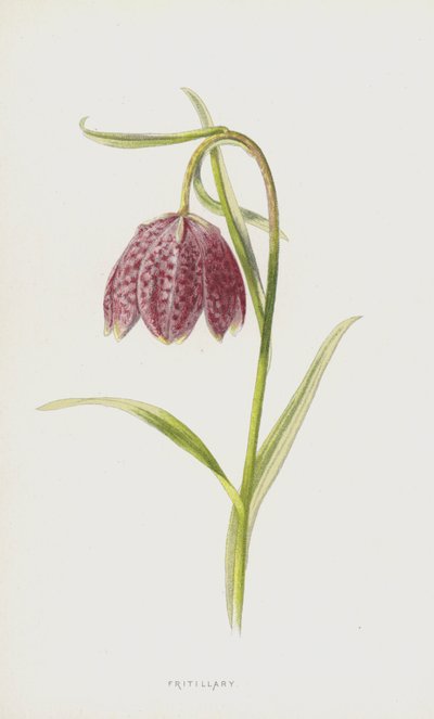 Fritilaria de Frederick Edward Hulme
