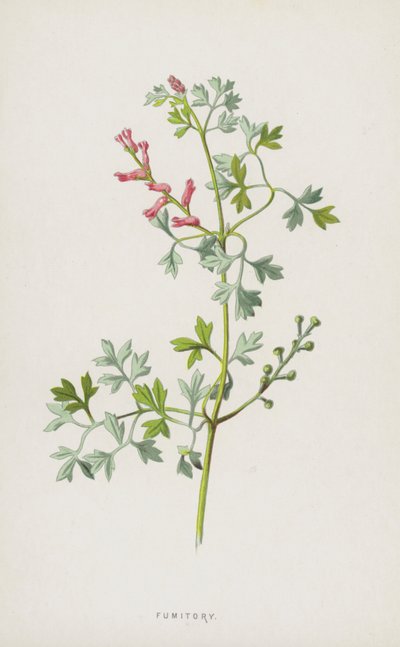Fumaria de Frederick Edward Hulme