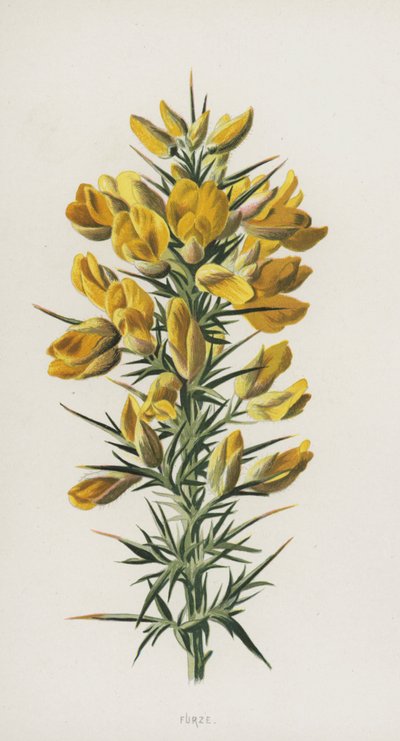 Aulaga de Frederick Edward Hulme
