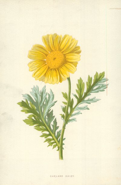 Margarita Guirnalda de Frederick Edward Hulme