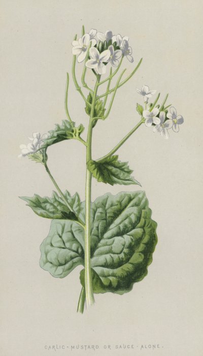 Ajo mostaza de Frederick Edward Hulme