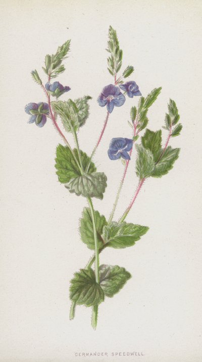 Verónica germander de Frederick Edward Hulme